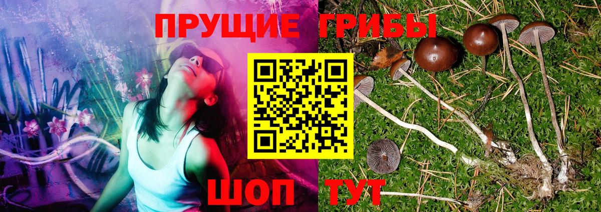 Галлюциногенные грибы Psilocybine cubensis  Вход с VPN  Звенигород 